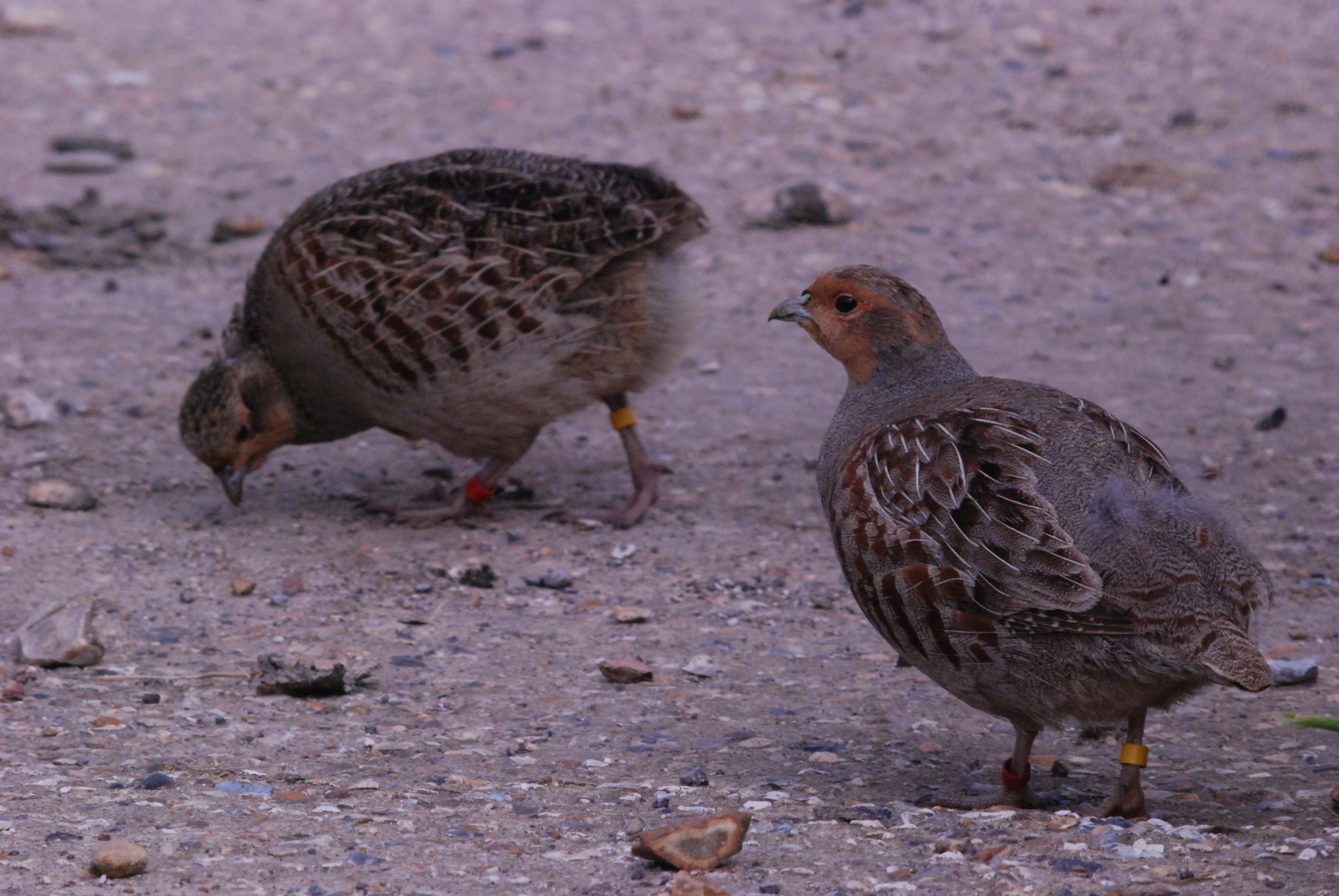 Grey partridge